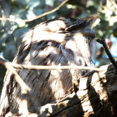 Podargus strigoides (Tawny Frogmouth) at Hughes, ACT - 23 Sep 2020 by TomT