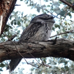 Podargus strigoides at Hughes, ACT - 23 Sep 2020 08:23 AM