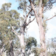 Callocephalon fimbriatum (Gang-gang Cockatoo) at Acton, ACT - 23 Sep 2020 by ConBoekel