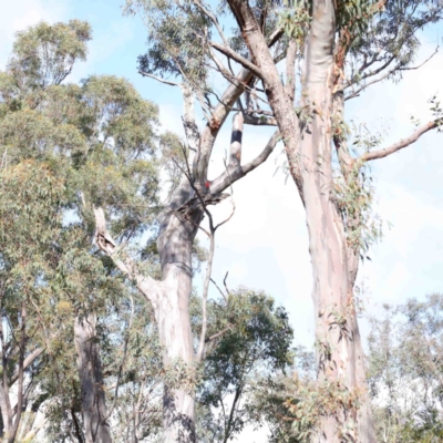 Callocephalon fimbriatum (Gang-gang Cockatoo) - 1 Jan 1900 by ConBoekel