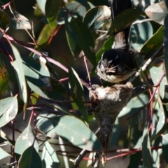 Rhipidura albiscapa (Grey Fantail) at Deakin, ACT - 23 Sep 2020 by TomT