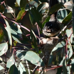 Rhipidura albiscapa at Deakin, ACT - 23 Sep 2020