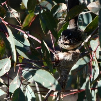 Rhipidura albiscapa (Grey Fantail) at Deakin, ACT - 23 Sep 2020 by TomT