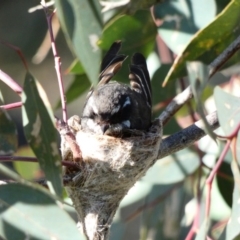 Rhipidura albiscapa at Deakin, ACT - 23 Sep 2020