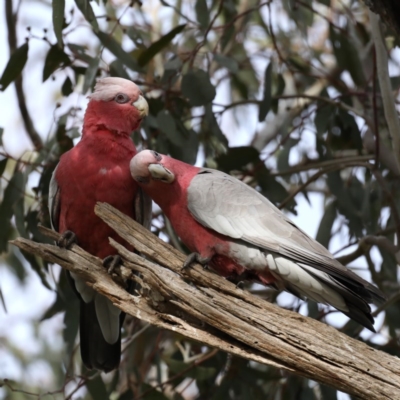 Eolophus roseicapilla (Galah) at Majura, ACT - 17 Sep 2020 by jb2602