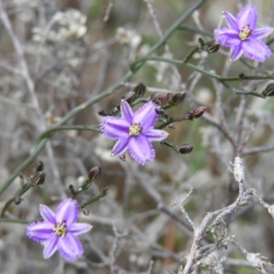 Thysanotus patersonii (Twining Fringe Lily) at Theodore, ACT - 19 Sep 2020 by MatthewFrawley