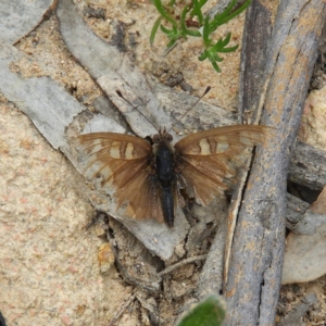 Junonia villida at Theodore, ACT - 19 Sep 2020 11:47 AM