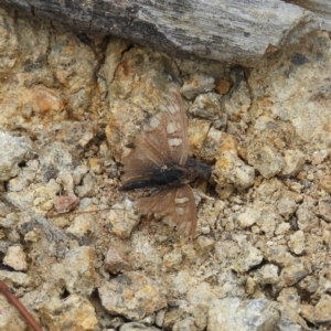 Junonia villida at Theodore, ACT - 19 Sep 2020 11:47 AM