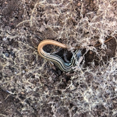 Ctenotus taeniolatus (Copper-tailed Skink) at Holt, ACT - 22 Sep 2020 by JasonC