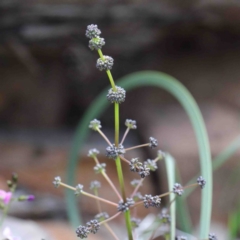 Lomandra multiflora (Many-flowered Matrush) at ANBG South Annex - 22 Sep 2020 by ConBoekel