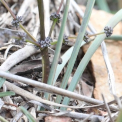 Lomandra multiflora at Acton, ACT - 23 Sep 2020