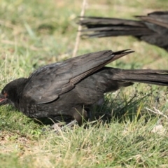 Corcorax melanorhamphos (White-winged Chough) at Majura, ACT - 16 Sep 2020 by jbromilow50