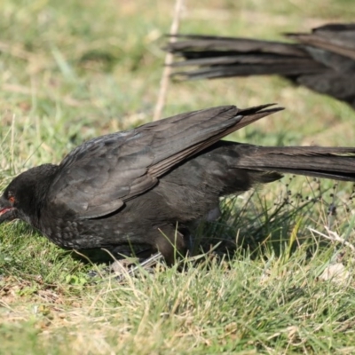 Corcorax melanorhamphos (White-winged Chough) at Majura, ACT - 16 Sep 2020 by jbromilow50