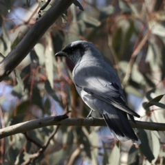 Coracina novaehollandiae (Black-faced Cuckooshrike) at Majura, ACT - 16 Sep 2020 by jbromilow50