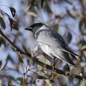 Coracina novaehollandiae at Majura, ACT - 16 Sep 2020