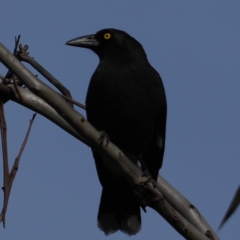 Strepera graculina (Pied Currawong) at Majura, ACT - 16 Sep 2020 by jbromilow50