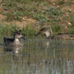 Anas gracilis (Grey Teal) at Majura, ACT - 16 Sep 2020 by jbromilow50