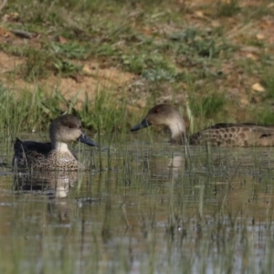 Anas gracilis at Majura, ACT - 16 Sep 2020