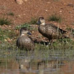 Anas gracilis at Majura, ACT - 16 Sep 2020 03:32 PM