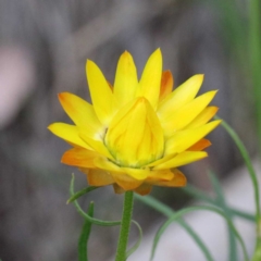 Xerochrysum viscosum (Sticky Everlasting) at Acton, ACT - 22 Sep 2020 by ConBoekel