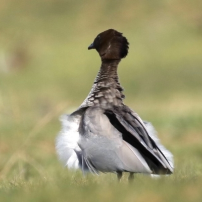 Chenonetta jubata (Australian Wood Duck) at Majura, ACT - 16 Sep 2020 by jbromilow50