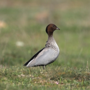 Chenonetta jubata at Majura, ACT - 16 Sep 2020