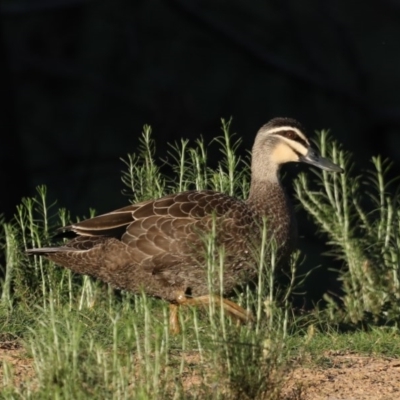 Anas superciliosa (Pacific Black Duck) at Majura, ACT - 16 Sep 2020 by jbromilow50