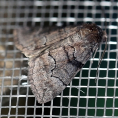 Dysbatus undescribed species (A Line-moth) at O'Connor, ACT - 19 Sep 2020 by ibaird