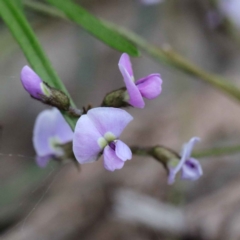 Glycine clandestina (Twining Glycine) at Acton, ACT - 23 Sep 2020 by ConBoekel