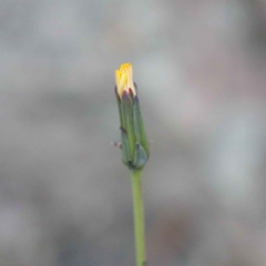 Hypochaeris glabra (Smooth Catsear) at ANBG South Annex - 22 Sep 2020 by ConBoekel