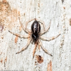 Euryopis umbilicata (Striped tick spider) at Molonglo Gorge - 23 Sep 2020 by Roger