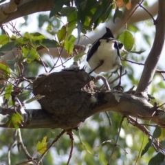 Grallina cyanoleuca (Magpie-lark) at Black Range, NSW - 23 Sep 2020 by MatthewHiggins