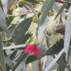 Eucalyptus leucoxylon (Yellow Gum) at Jerrabomberra Wetlands - 23 Sep 2020 by Christine