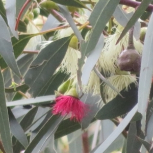 Eucalyptus leucoxylon at Jerrabomberra Wetlands - 23 Sep 2020