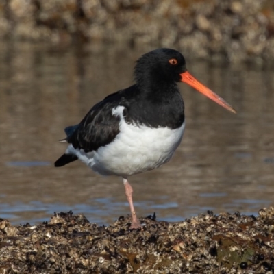 Haematopus finschi (South Island Pied Oystercatcher) at Mossy Point, NSW - 25 Jun 2020 by rawshorty