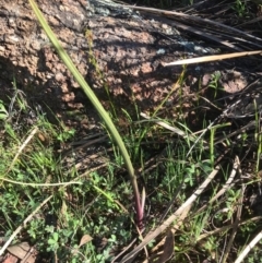 Thelymitra sp. (A Sun Orchid) at McQuoids Hill - 21 Sep 2020 by PeterR