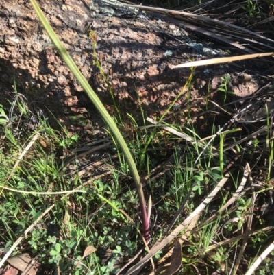 Thelymitra sp. (A Sun Orchid) at McQuoids Hill - 21 Sep 2020 by PeterR