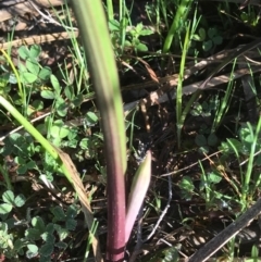 Thelymitra sp. at Tuggeranong DC, ACT - 21 Sep 2020