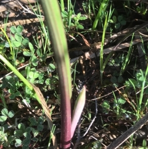 Thelymitra sp. at Tuggeranong DC, ACT - suppressed