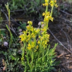 Pimelea curviflora (Curved Rice-flower) at Tuggeranong DC, ACT - 21 Sep 2020 by PeterR