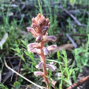 Orobanche minor at Tuggeranong DC, ACT - 21 Sep 2020