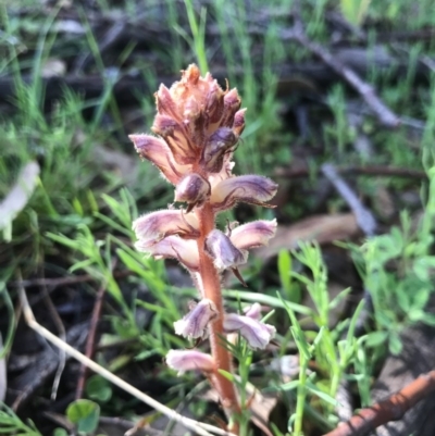 Orobanche minor (Broomrape) at Tuggeranong DC, ACT - 21 Sep 2020 by PeterR