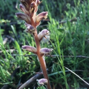 Orobanche minor at Tuggeranong DC, ACT - 21 Sep 2020