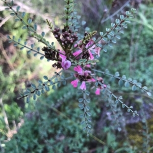 Indigofera adesmiifolia at Tuggeranong DC, ACT - 21 Sep 2020 12:27 PM