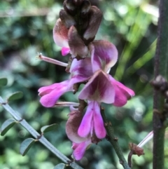 Indigofera adesmiifolia at Tuggeranong DC, ACT - 21 Sep 2020 12:27 PM