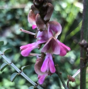 Indigofera adesmiifolia at Tuggeranong DC, ACT - 21 Sep 2020