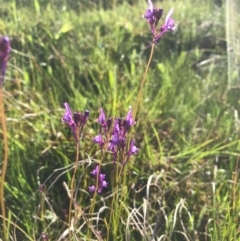 Linaria pelisseriana (Pelisser's Toadflax) at Tuggeranong DC, ACT - 21 Sep 2020 by PeterR