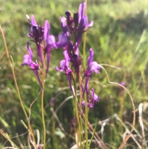 Linaria pelisseriana at Tuggeranong DC, ACT - 21 Sep 2020