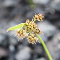 Luzula sp. (Woodrush) at ANBG South Annex - 22 Sep 2020 by ConBoekel