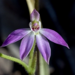 Caladenia carnea (Pink Fingers) at Coree, ACT - 22 Sep 2020 by JudithRoach